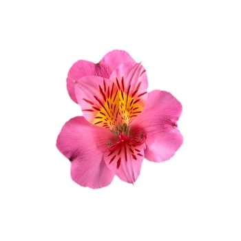 Alstroemeria Colorita® 'Eliane®'