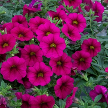 Calibrachoa 'Purple' 