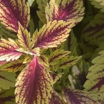 Coleus scutellarioides 'Pineapple Splash' 