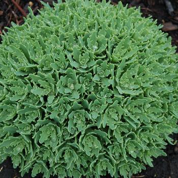 Sedum tatarinowii 'Thundercloud' 