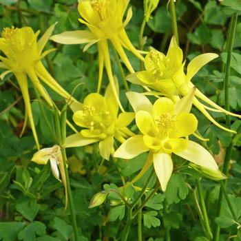 Aquilegia chrysantha v. chaplinei 'Little Treasure' 