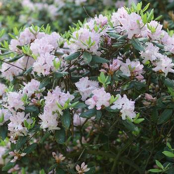 Rhododendron carolinianum