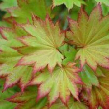 Acer tataricum 'Red Wings' 