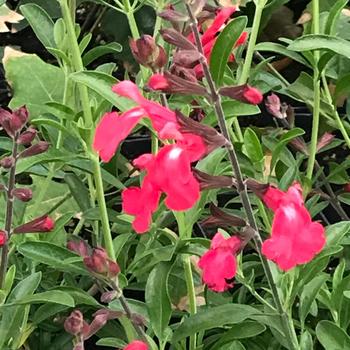 Salvia 'FlowerKisser®Coral-Pink' 