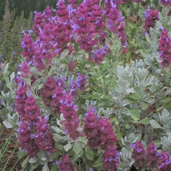 Salvia pachyphylla 'Mulberry Flambe' 