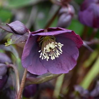 Helleborus 'Amethyst Glow' 