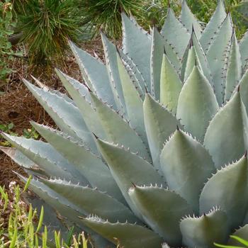 Agave havardiana