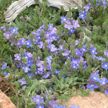 Veronica 'Blue Reflection®' 