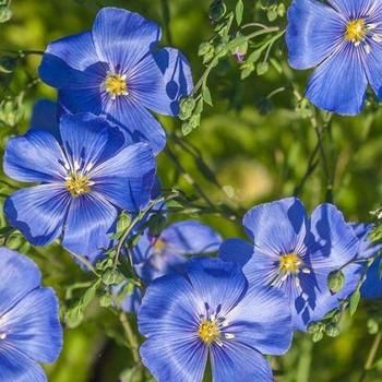 Linum perenne 'Appar' 