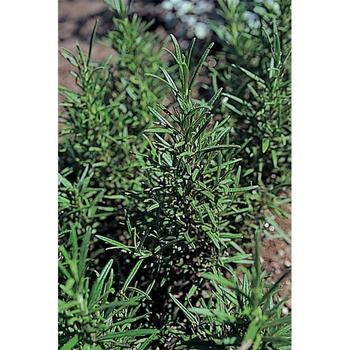 Rosmarinus officinalis 'Madaline Hill' 