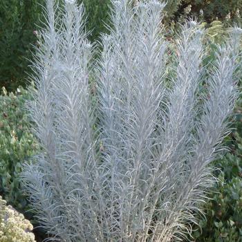 Vernonia lindheimeri v leucophylla