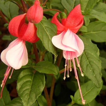 Fuchsia Sunbeam 'Samba'