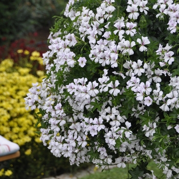 Pelargonium peltatum Glacier™ White