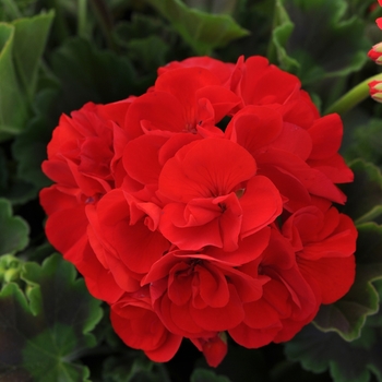 Pelargonium x hortorum Sunrise™ 'Bright Red'