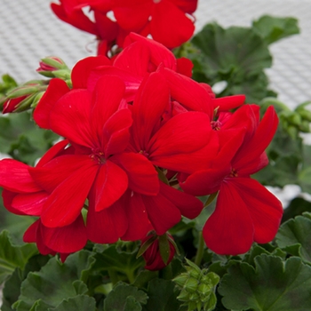 Pelargonium x hortorum 'Dark Red' 