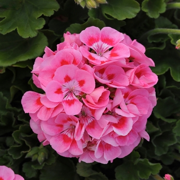 Pelargonium x hortorum 'Hot Pink' 