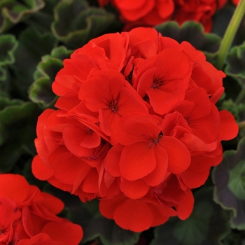 Pelargonium x hortorum 'Orange' 