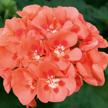 Pelargonium x hortorum Sunrise™ 'Salmon+Red Eye'