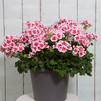 Pelargonium x hortorum Sunrise™ 'White+Eye'