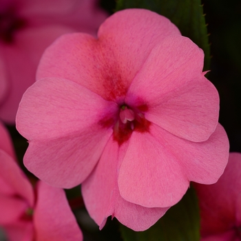 Impatiens 'Pink' US. 16,419 & Can. 2291