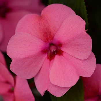 Impatiens Big Bounce™ 'Pink'