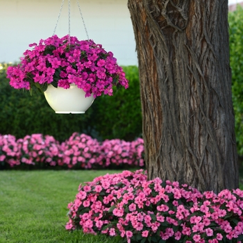 Impatiens 'Pink' US. 16,419 & Can. 2291