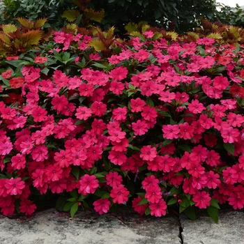 Impatiens 'Cherry' Balbigery PP26068