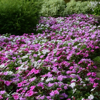 Impatiens Big Bounce™ 'Lavender'