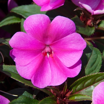 Impatiens Big Bounce™ 'Lavender Flame'