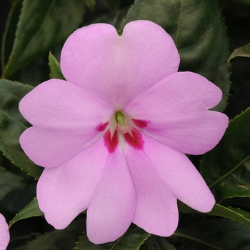 Impatiens Big Bounce™ 'Lilac'