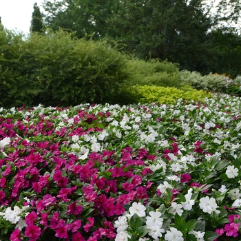 Impatiens Big Bounce™ 'White'