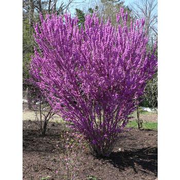 Cercis chinensis 'Kay's Early Hope' 