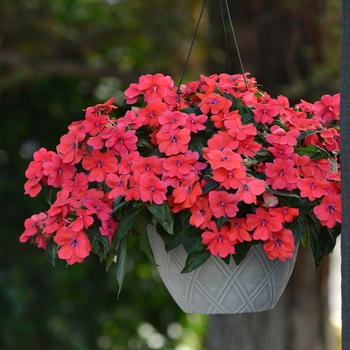 Impatiens Bounce™ 'Bright Coral'