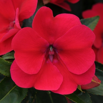 Impatiens Bounce™ 'Cherry'