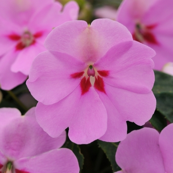 Impatiens 'Lilac' Balboulac