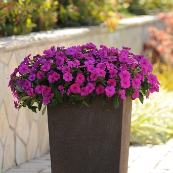 Impatiens Bounce™ 'Violet'