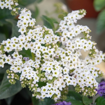 Heliotropium arborescens 'Marino™ White'