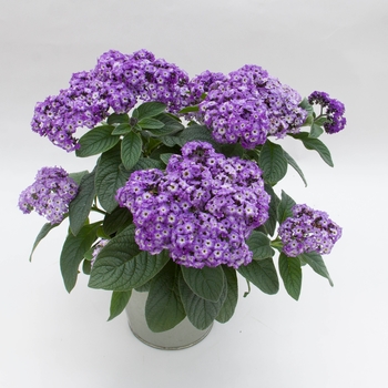 Heliotropium arborescens 'Marino™ Blue' KLEHA13711