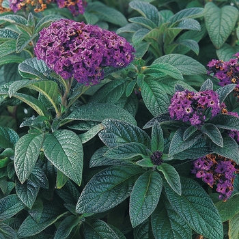 Heliotropium arborescens 'Atlanta' PP11326