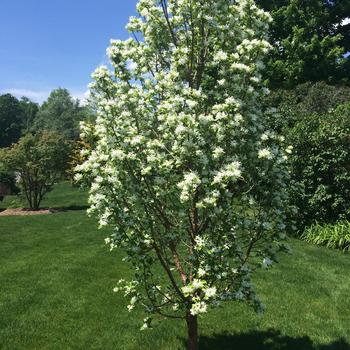 Chionanthus retusus 'Tokyo Tower' 