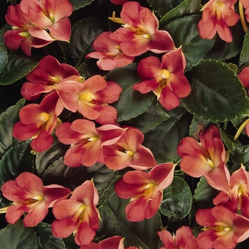 Impatiens 'Heat Coral' 