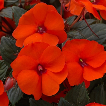 Impatiens 'SAKIMP026' PPAF