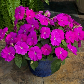 Impatiens SunPatiens® Neon Pink