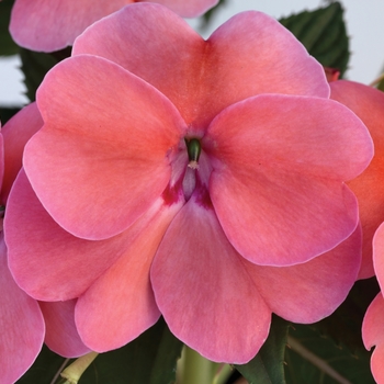 Impatiens SunPatiens® Pink