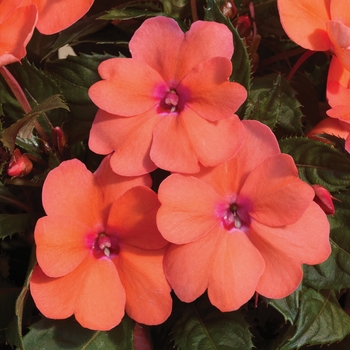 Impatiens 'SAKIMP042' PP28611