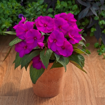 Impatiens SunPatiens® Compact Purple