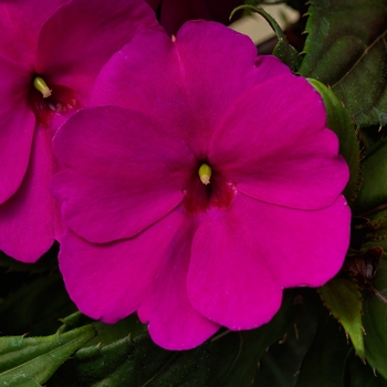 Impatiens SunPatiens® Royal Magenta