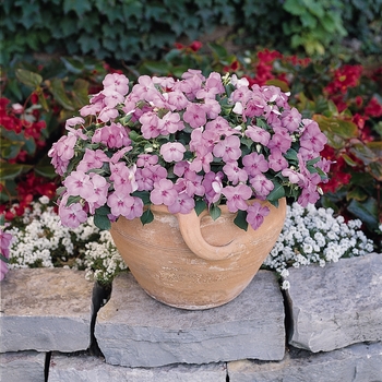 Impatiens walleriana Dazzler® 'Blue Pearl'