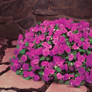 Impatiens walleriana Dazzler® 'Lilac Splash'