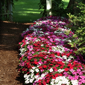 Impatiens walleriana 'Merlot Mix' 